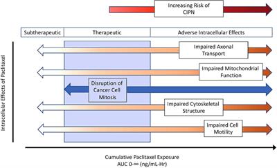 Genetic variations that influence paclitaxel pharmacokinetics and intracellular effects that may contribute to chemotherapy-induced neuropathy: A narrative review